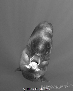 'CRY BABY'
Sperm whale calf by Ellen Cuylaerts 